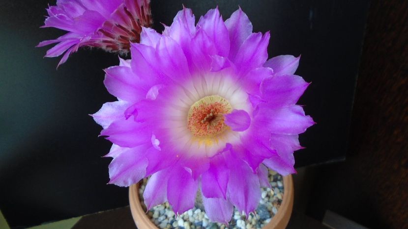 Echinocereus rigidissimus ssp. rubispinus - Cactusi 2020 evolutie primavara
