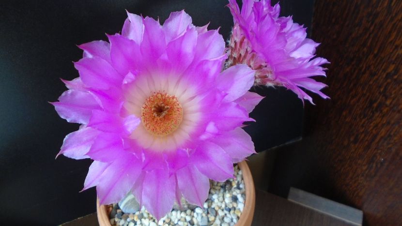 Echinocereus rigidissimus ssp. rubispinus - Cactusi 2020 evolutie primavara