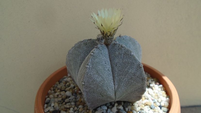Astrophytum coahuilense - Cactusi 2020 evolutie primavara