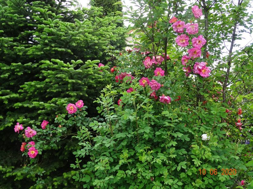 - Trandafiri 2020
