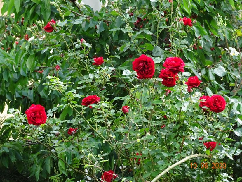  - Trandafiri 2020