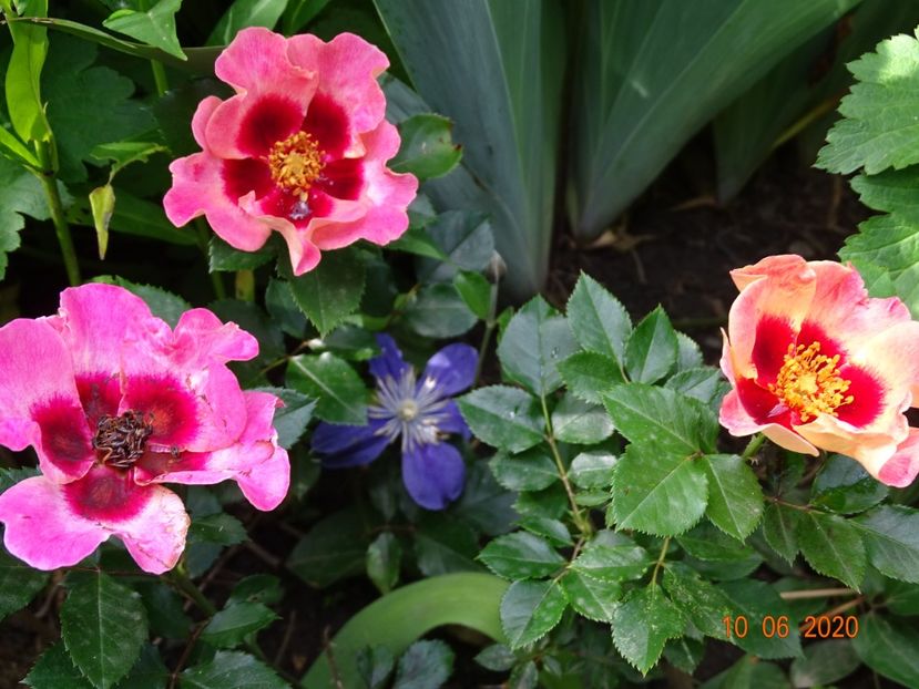  - Trandafiri 2020
