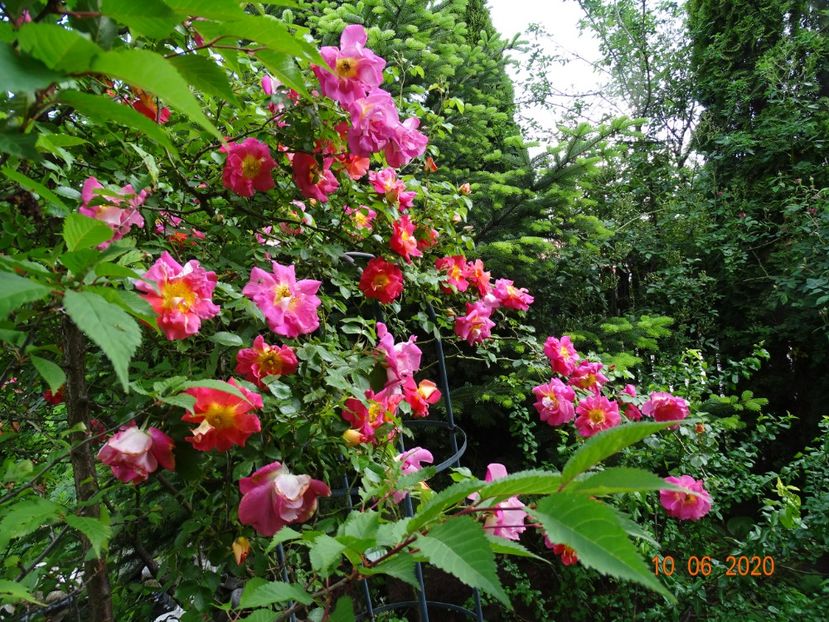  - Trandafiri 2020