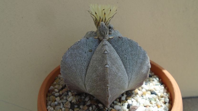 Astrophytum coahuilense - Cactusi 2020 evolutie primavara