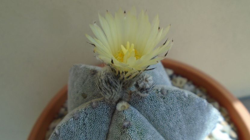 Astrophytum coahuilense - Cactusi 2020 evolutie primavara