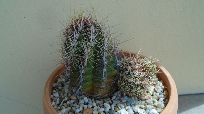 Thelocactus bicolor ssp. pottsii - Cactusi 2020 evolutie primavara