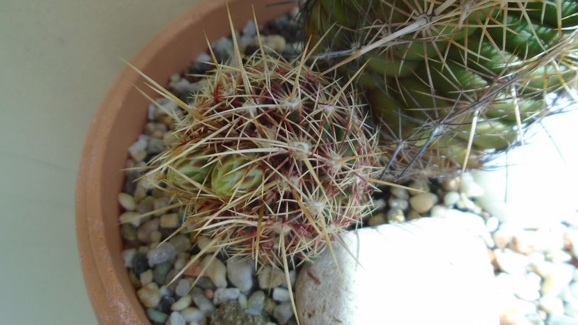 Thelocactus bicolor ssp. pottsii - Cactusi 2020 evolutie primavara