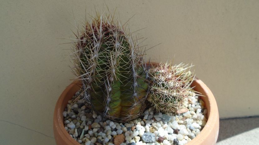 Thelocactus bicolor ssp. pottsii - Cactusi 2020 evolutie primavara