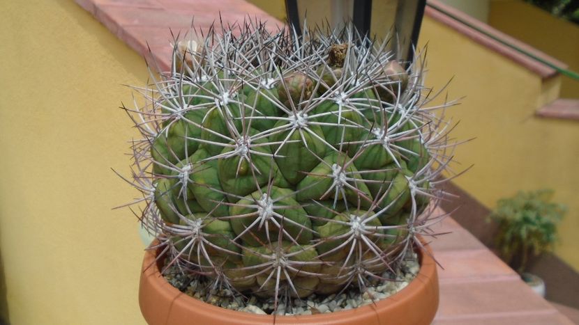 Gymnocalycium saglionis - Cactusi 2020 Gymnocalycium