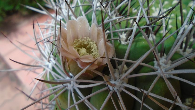 Gymnocalycium saglionis - Cactusi 2020 Gymnocalycium