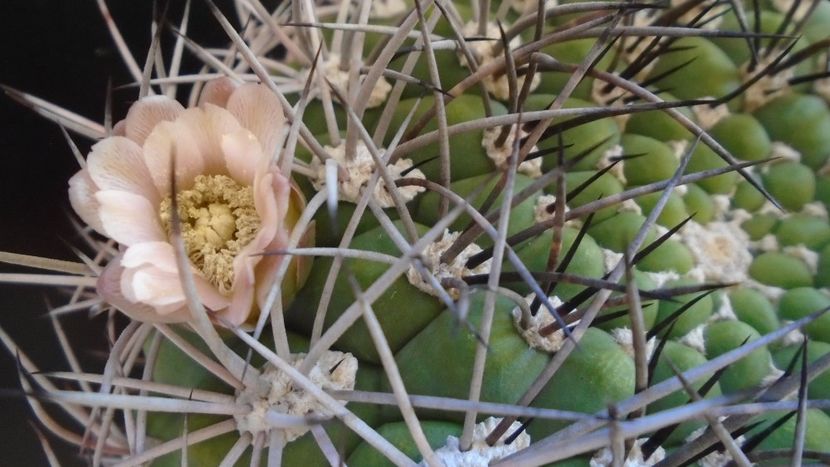 Gymnocalycium saglionis - Cactusi 2020 Gymnocalycium