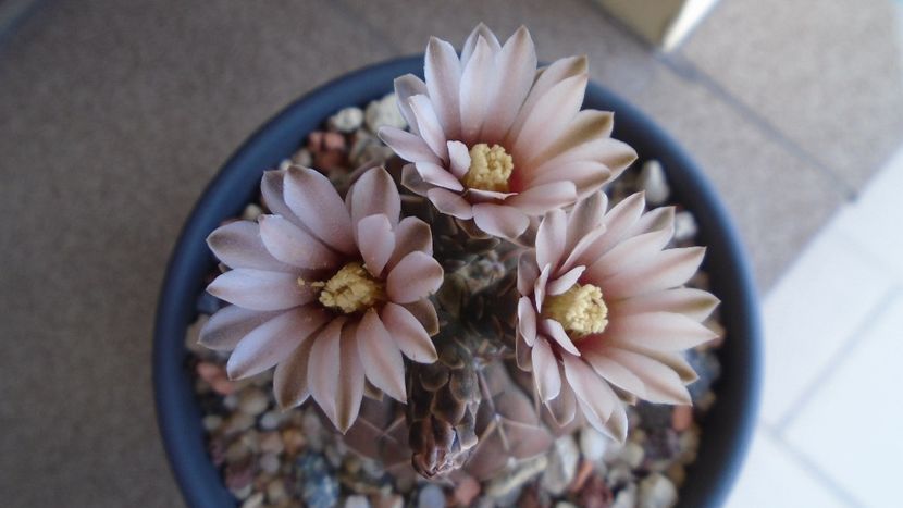 Gymnocalycium stellatum - Cactusi 2020 Gymnocalycium