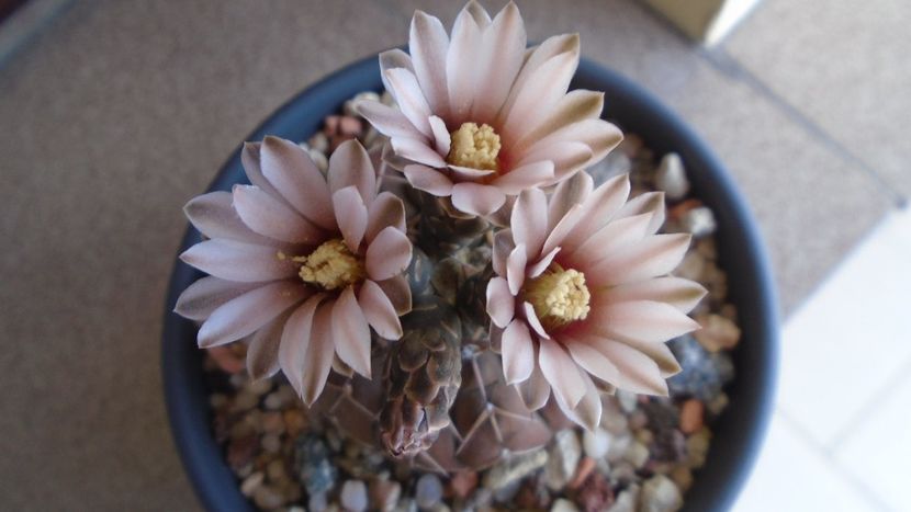 Gymnocalycium stellatum - Cactusi 2020 Gymnocalycium