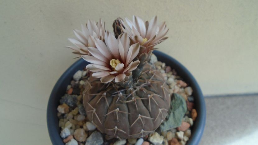 Gymnocalycium stellatum - Cactusi 2020 Gymnocalycium