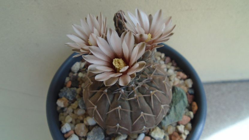 Gymnocalycium stellatum - Cactusi 2020 Gymnocalycium