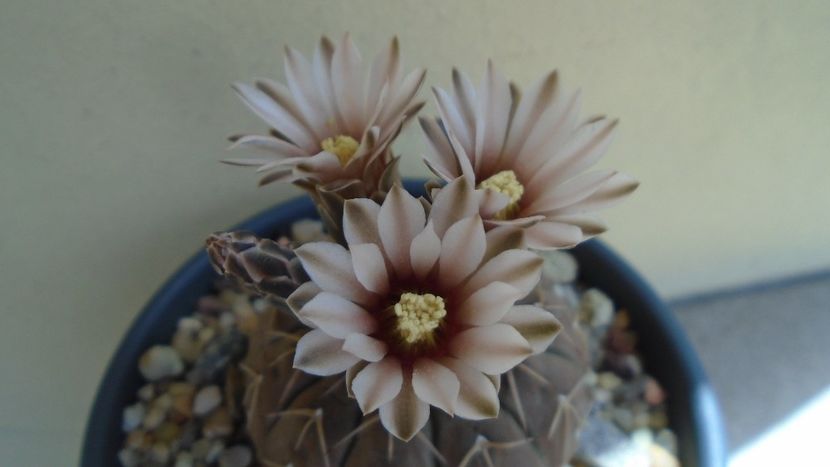 Gymnocalycium stellatum - Cactusi 2020 Gymnocalycium