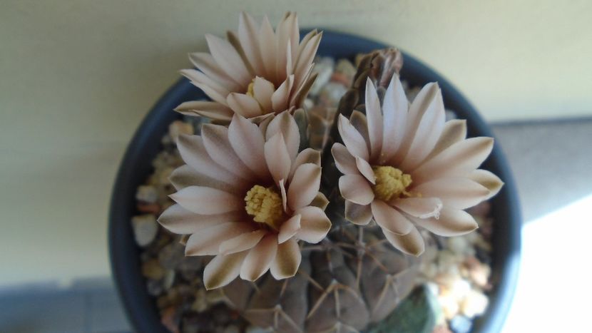 Gymnocalycium stellatum - Cactusi 2020 Gymnocalycium