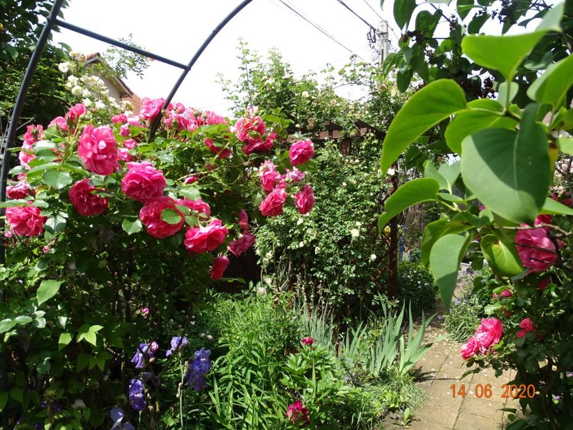  - Gradina 2020