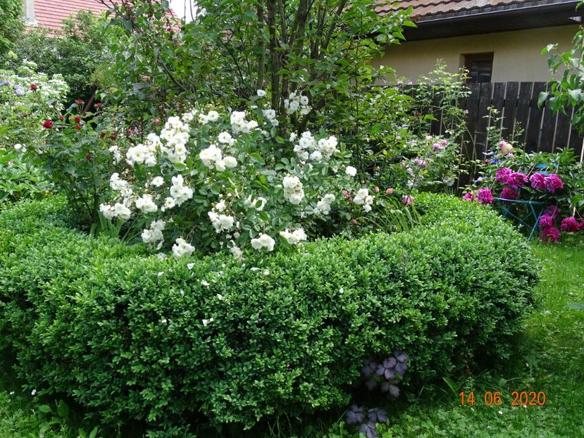  - Gradina 2020