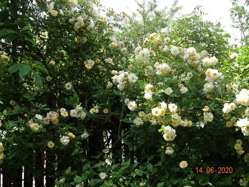  - Trandafiri 2020