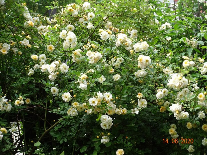  - Trandafiri 2020