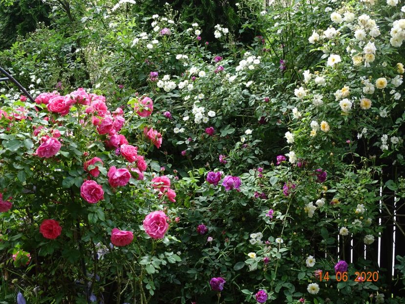  - Trandafiri 2020