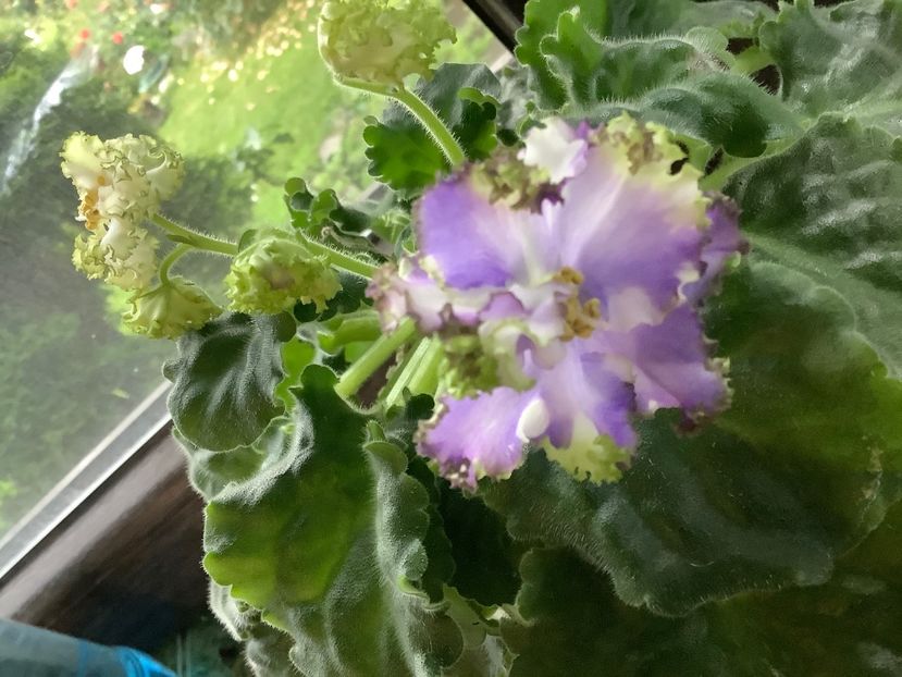 Grinia - A Violete de colectie cand nu poti sa te opresti 2