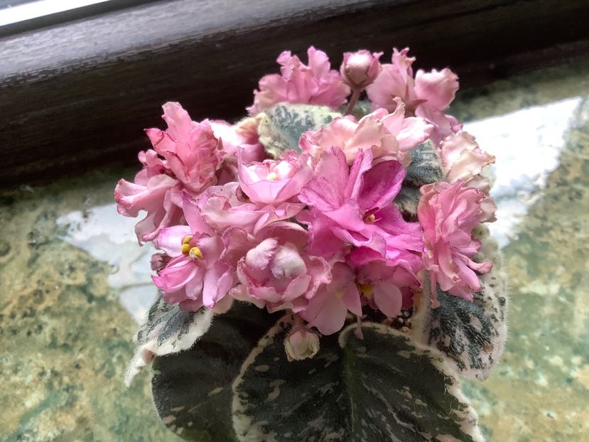 Rebel Rose Bud - A Violete de colectie cand nu poti sa te opresti 2
