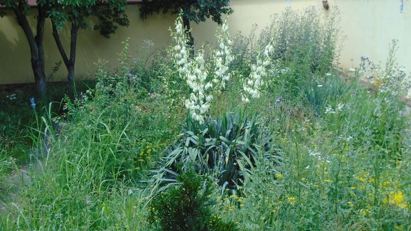 Yucca filamentosa - r Vara 2020-2021-2022-2023