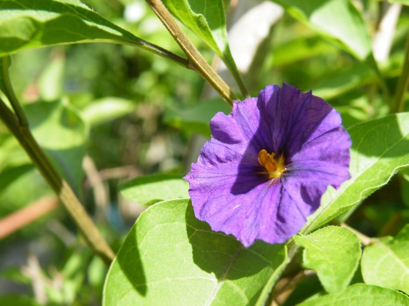 solanum royal robe - 2020