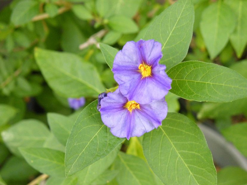 solanum rantonetii - 2020