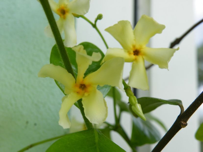 trachelospermum star of tuscany - 2020