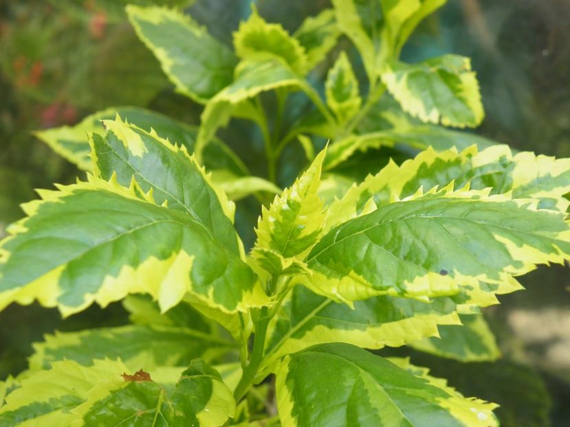 duranta gold edge - 2020