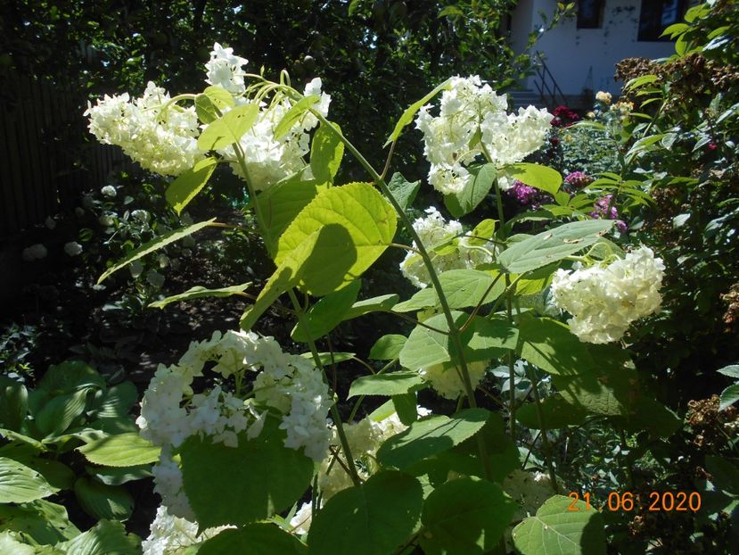  - 1Azalee-rhododendroni-heleborusi-hortensii-hoste 2020