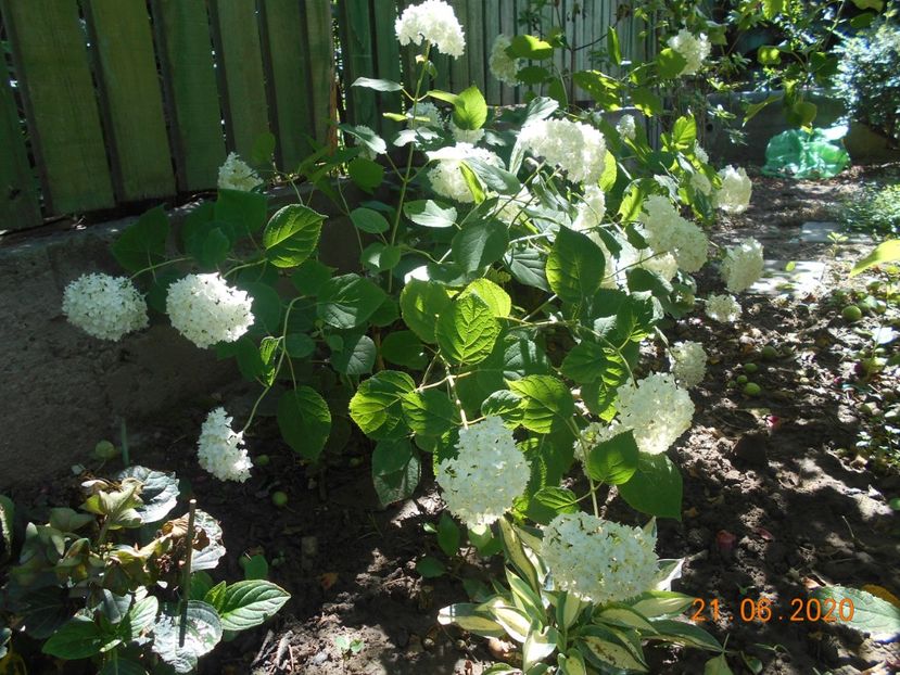  - 1Azalee-rhododendroni-heleborusi-hortensii-hoste 2020