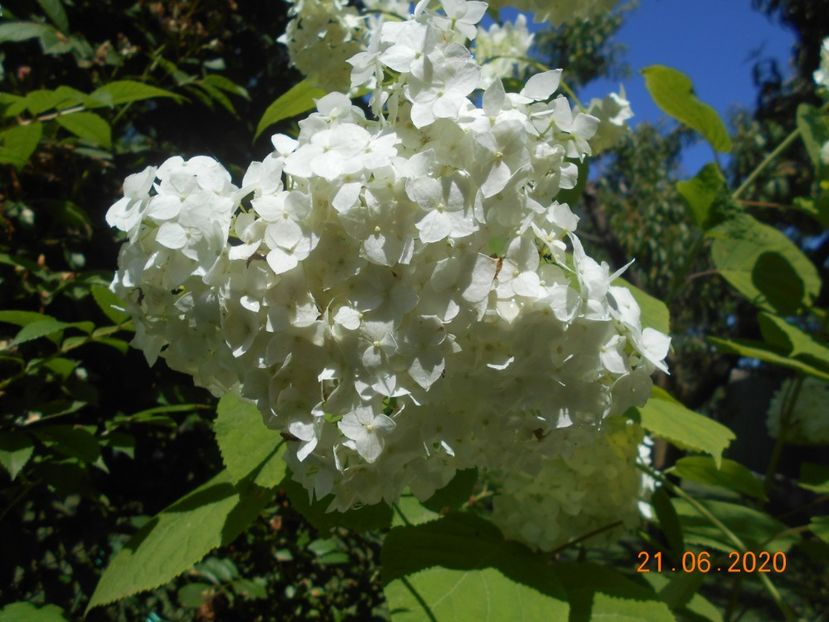  - 1Azalee-rhododendroni-heleborusi-hortensii-hoste 2020