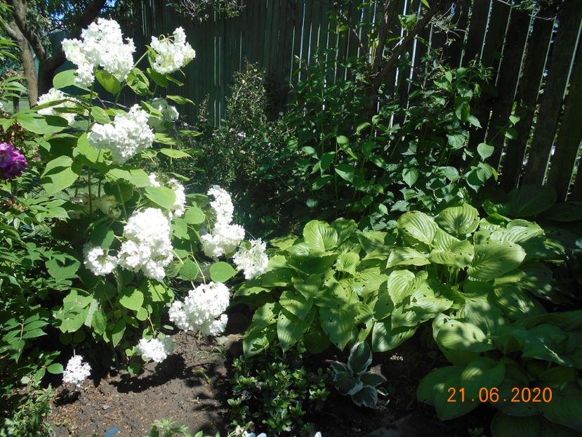  - 1Azalee-rhododendroni-heleborusi-hortensii-hoste 2020