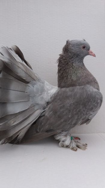 F 2019 vanduta - De vanzare voltati