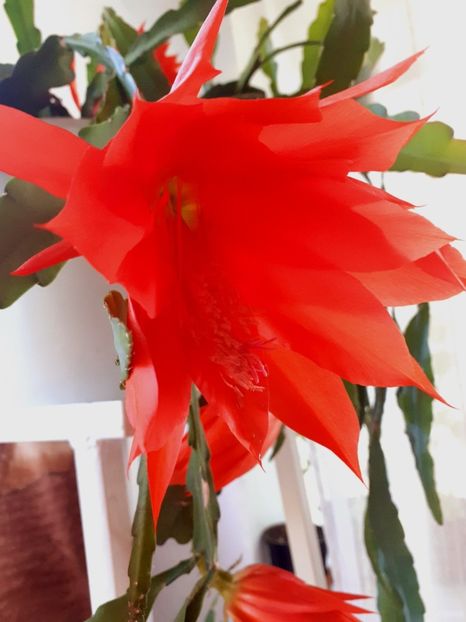  - Cactusi si suculente