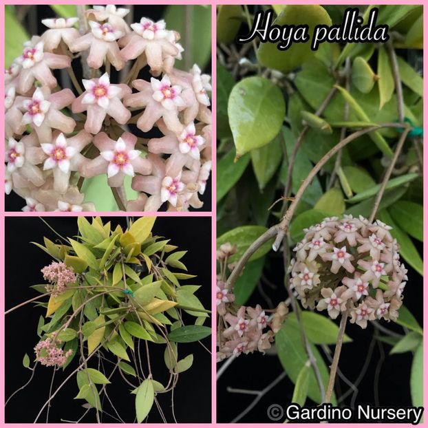 foto net - Hoya pallida