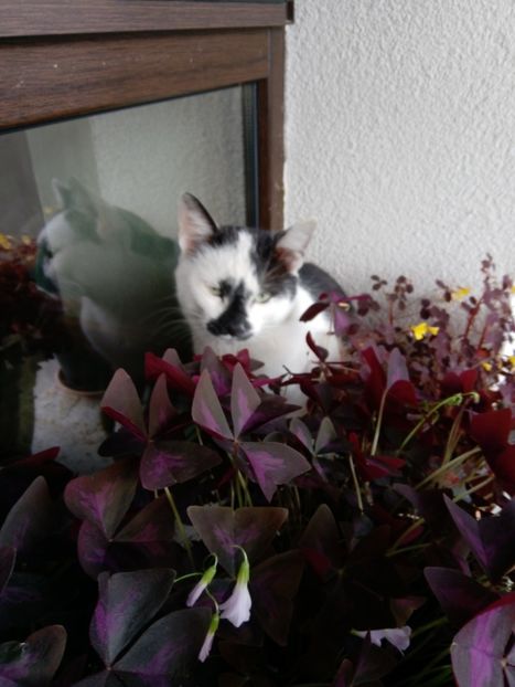  - Micile mele feline 2020