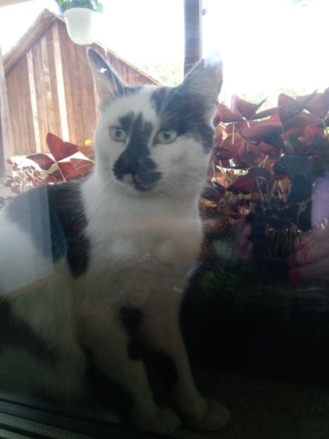  - Micile mele feline 2020