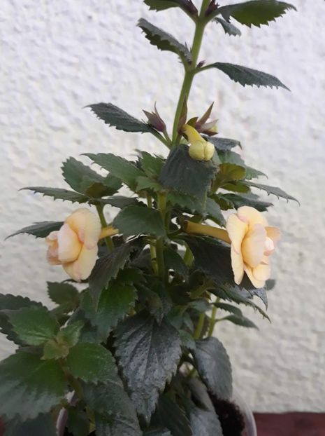  - 0001 2022 - RF s Tropicana