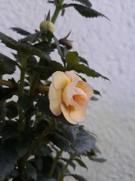  - 0001 2022 - RF s Tropicana