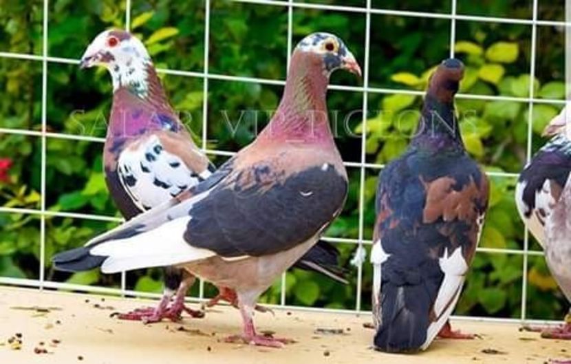  - NU AMI APARTIN 2020