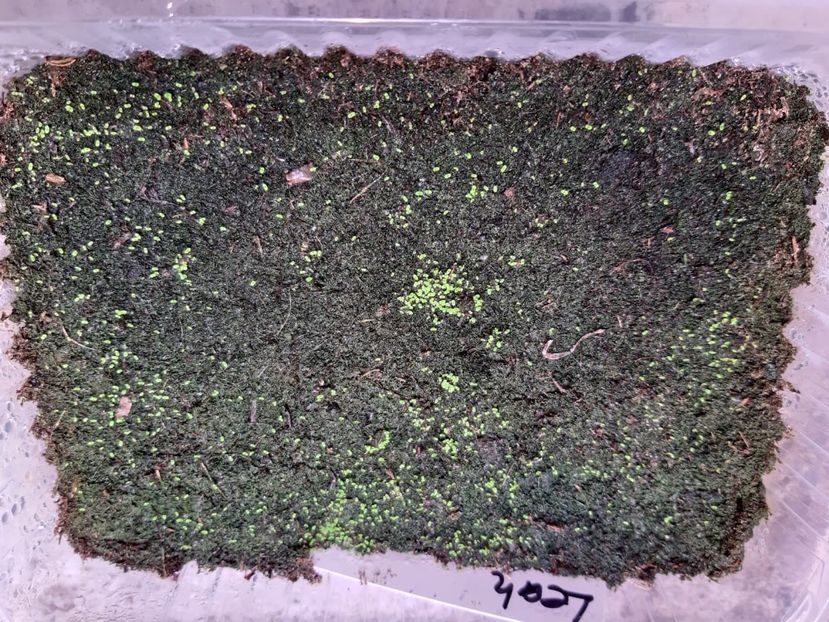 08.02.2020 - Achi din semințe BriDs 2020