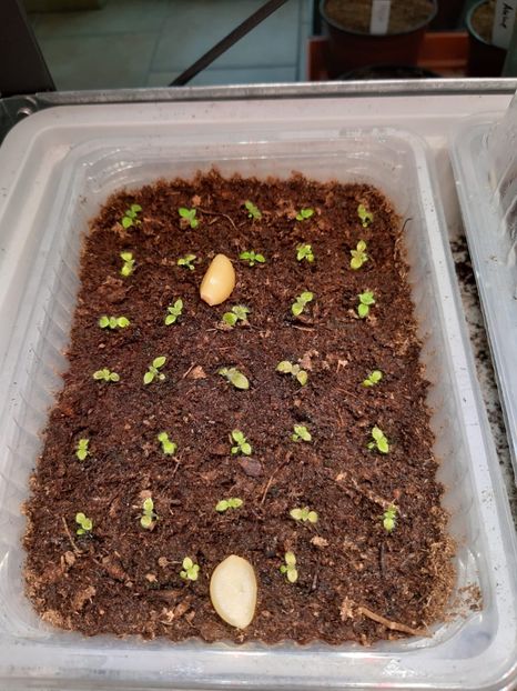 BriD’s Kohleria 2020 - Achi din semințe BriDs 2020