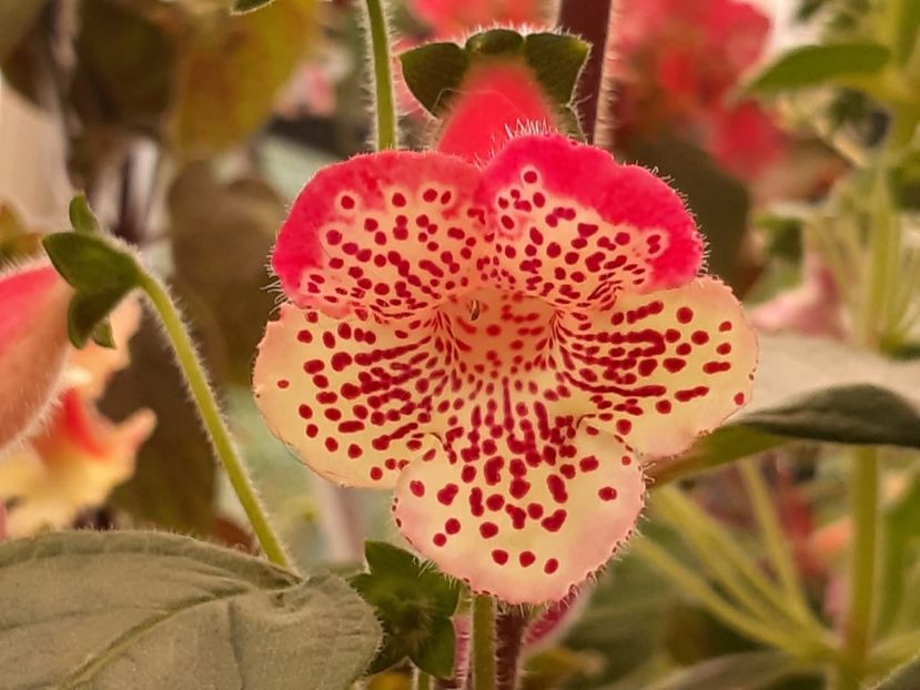 BriD’s - Achimenes și kohleria 2019