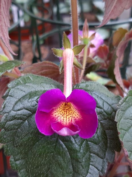 BriD’s Lagune - Achi din semințe BriDs 2020