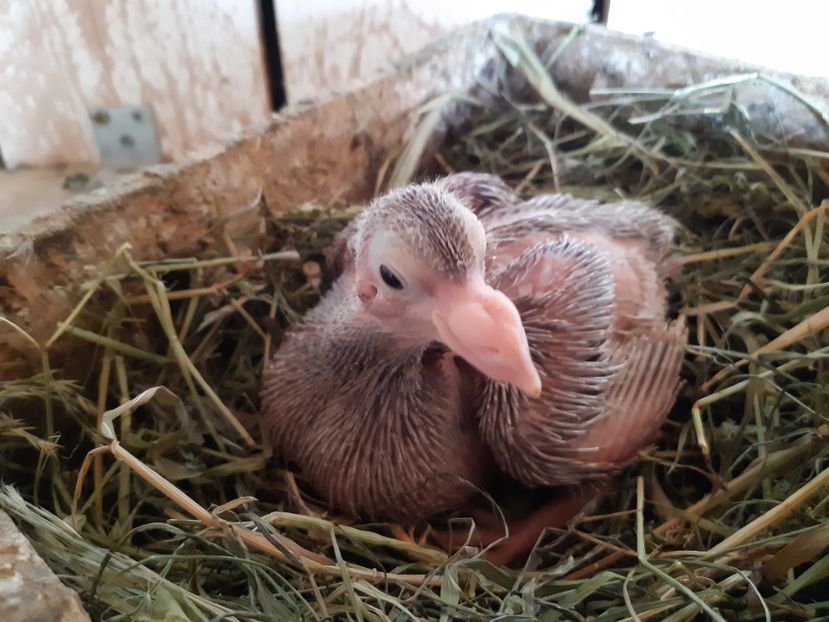  - 05 PUI TEXANI 2020